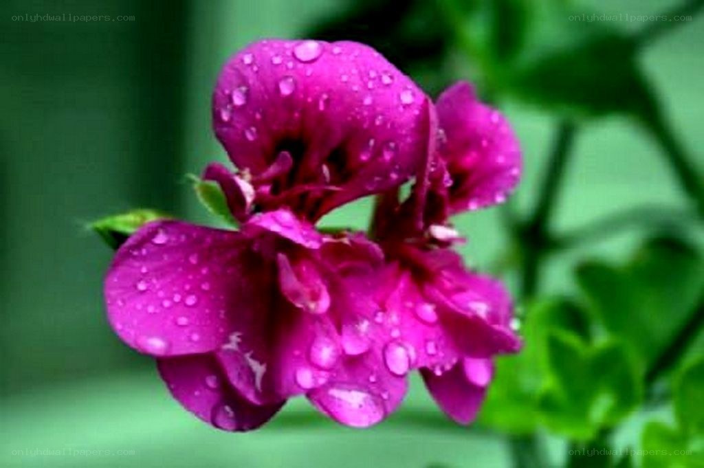 purple flower with water droplets