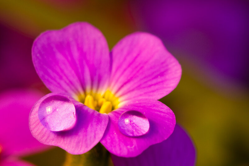 Purple flower with water droplets