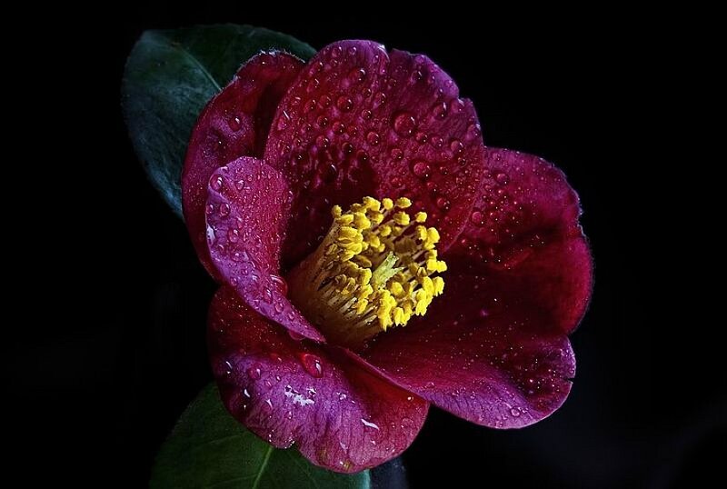 Purple flower with water droplets