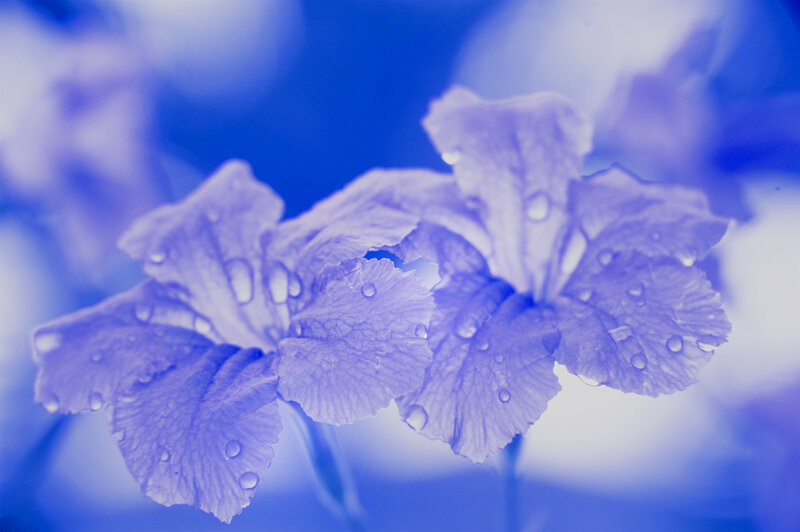 Purple Flower with Water Droplets — Blue, Serene