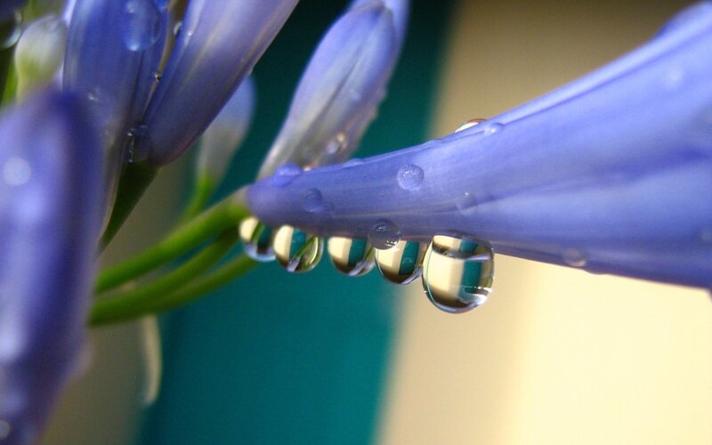 Purple Flower with Water Droplets — Blue