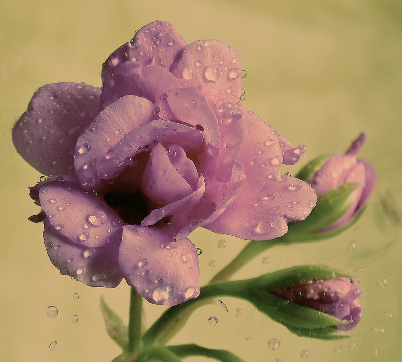 Purple Flower with Water Droplets — Calm, Photograph, Bud