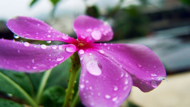 Purple Flower with Water Droplets — Calm, Photograph, Water Droplets, Green Leaves, Stem