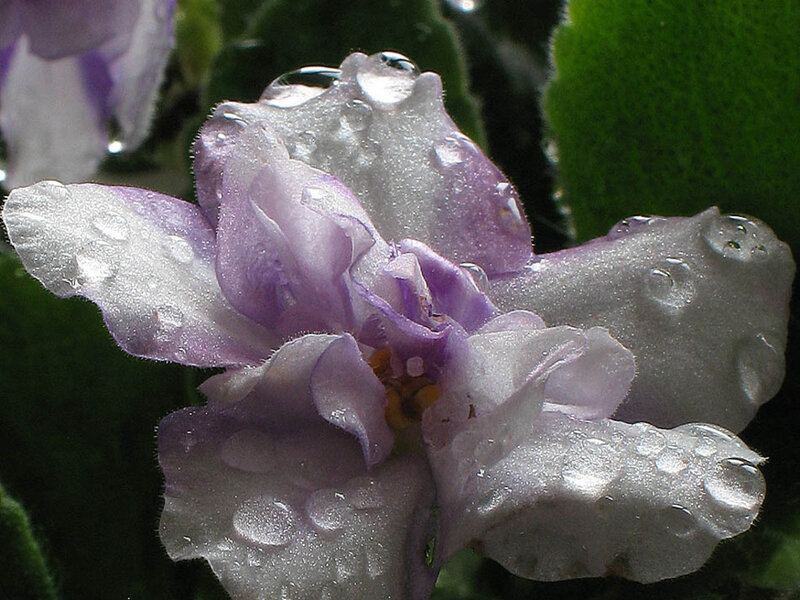 Purple Flower with Water Droplets — Calm, Photograph, Water Droplets