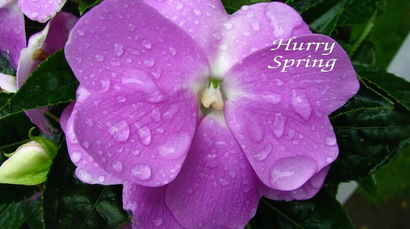 Purple Flower with Water Droplets — Calm, Spring