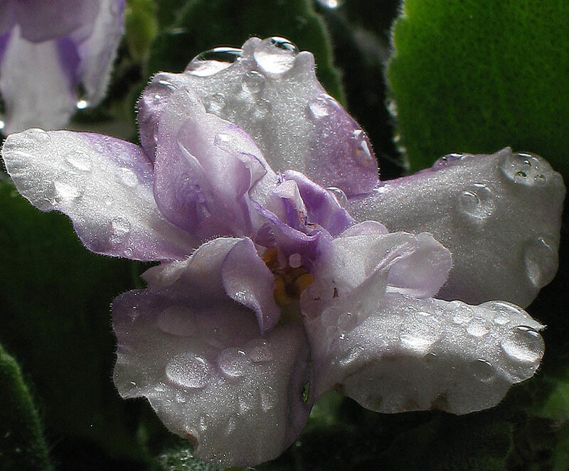Purple Flower with Water Droplets — Calm