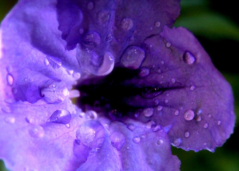 Purple Flower with Water Droplets — Damp