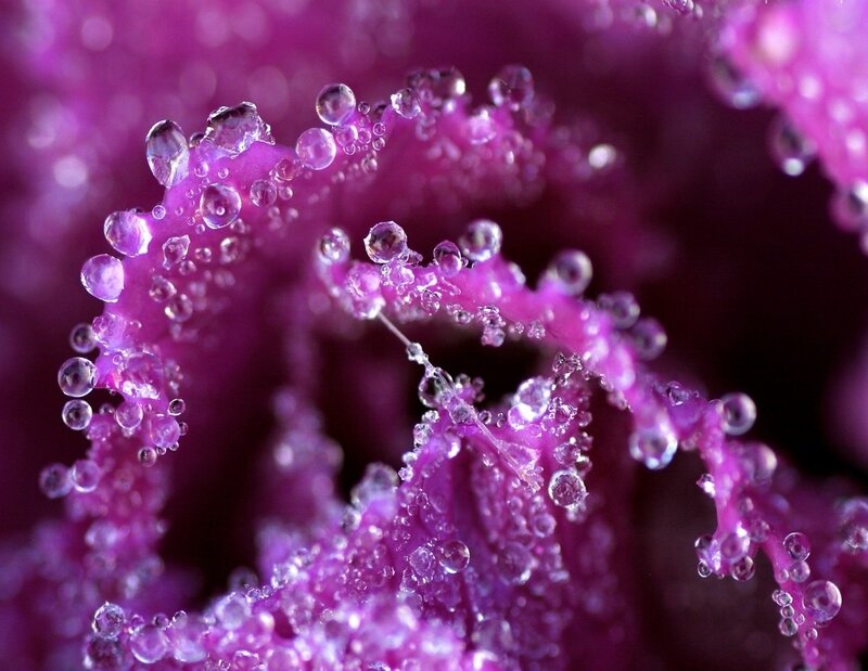 Purple Flower with Water Droplets — Detailed