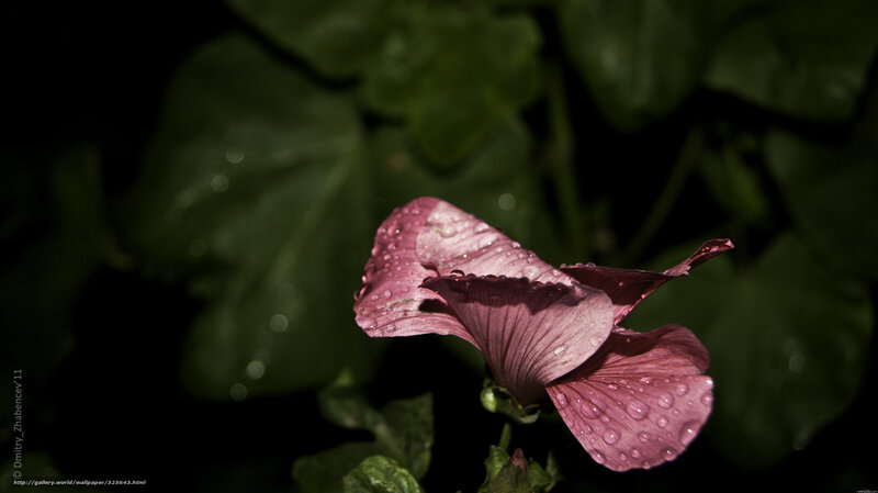 Purple Flower with Water Droplets — Dramatic, Night, Photograph