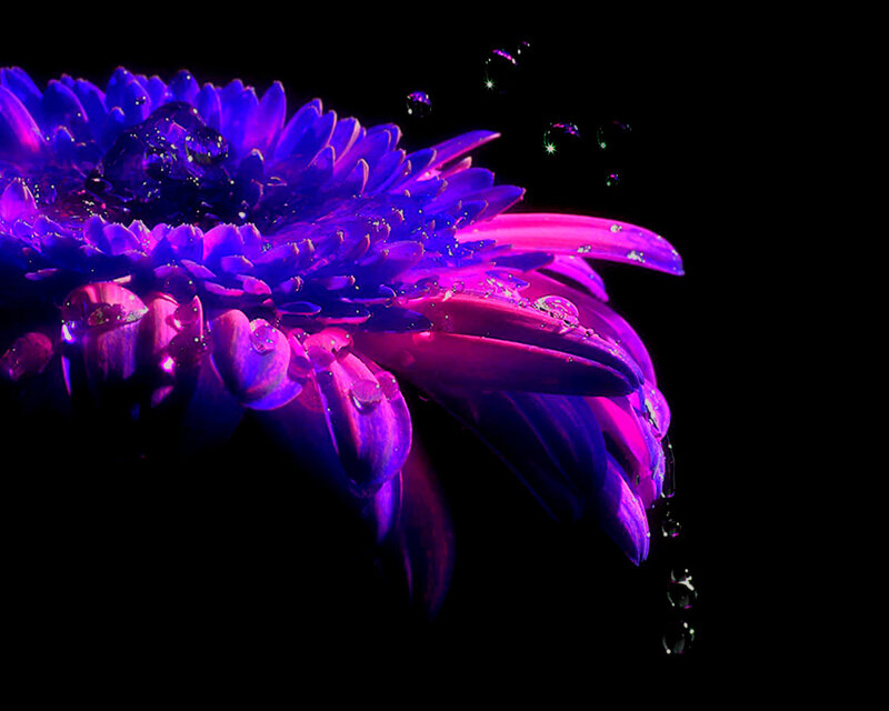 Purple Flower with Water Droplets — Dramatic, Night