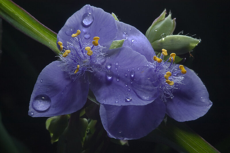 Purple Flower with Water Droplets — Dramatic, Photograph