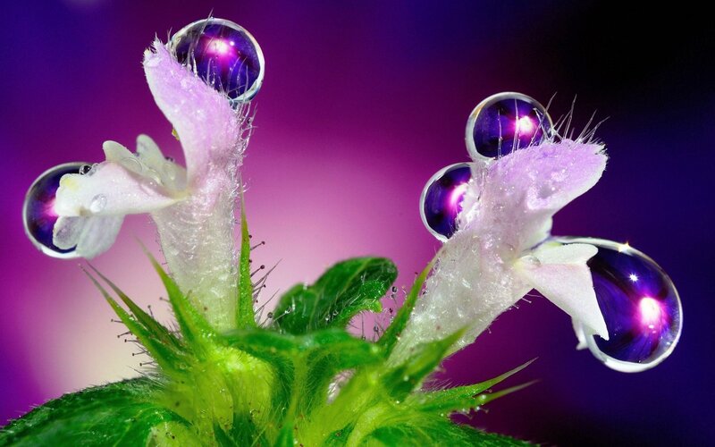 Purple Flower with Water Droplets — Dramatic, Photograph, Water Droplet