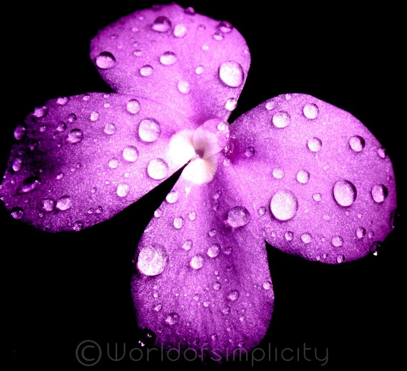Purple Flower with Water Droplets — Dramatic, Photograph, Water Droplets, Black Background