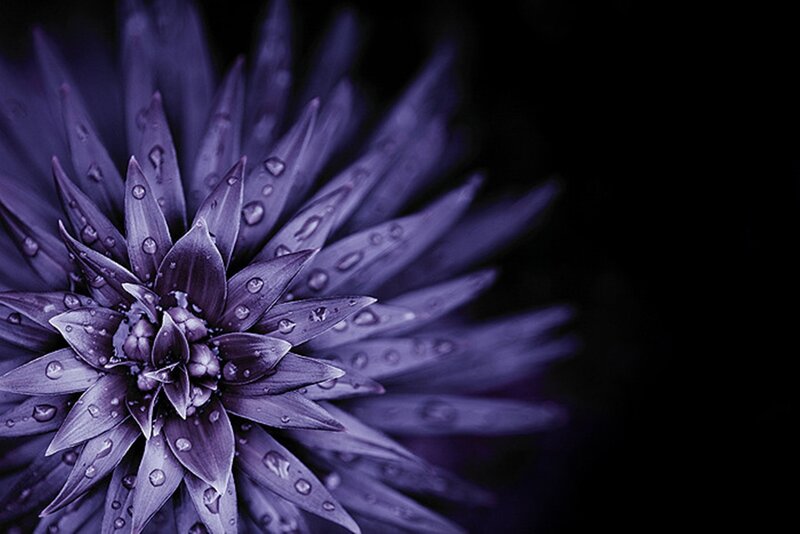 Purple Flower with Water Droplets — Dramatic, Photograph, Water Droplets, Dark Background