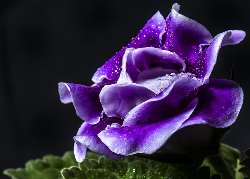 Purple Flower with Water Droplets — Dramatic, Photograph, Water Droplets, Green Leaf
