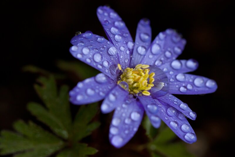 Purple Flower with Water Droplets — Dramatic, Spring