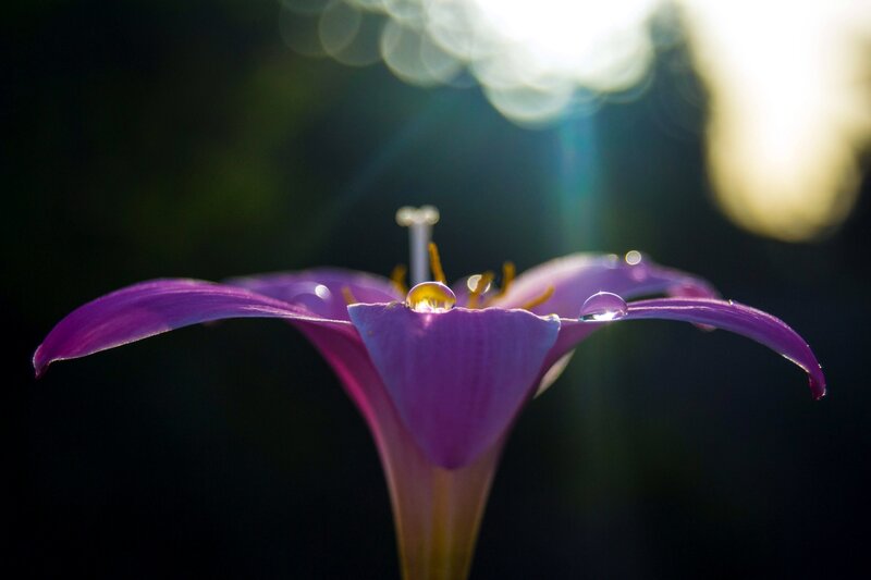 Purple Flower with Water Droplets — Dramatic, Sunset