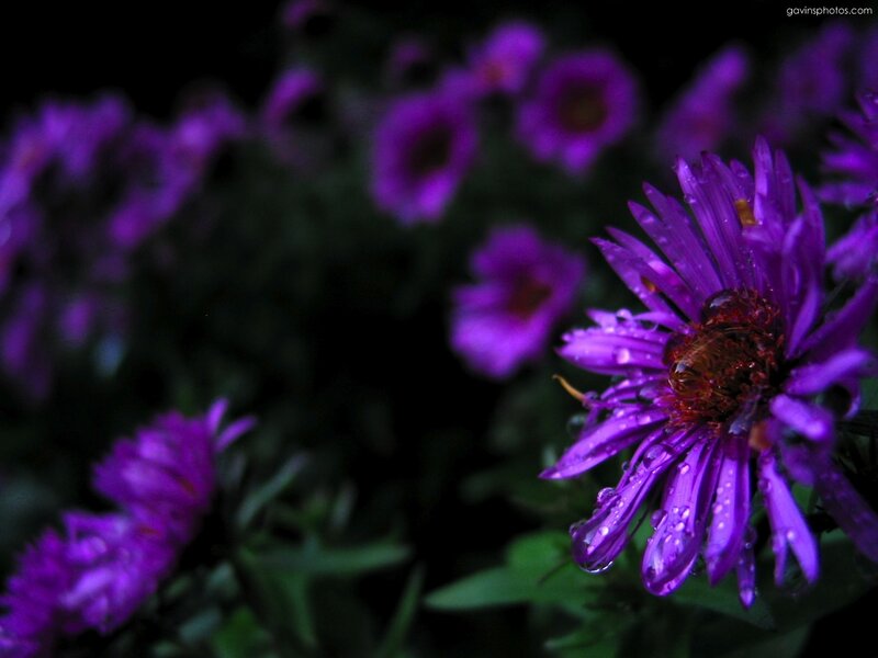 Purple Flower with Water Droplets — Dramatic