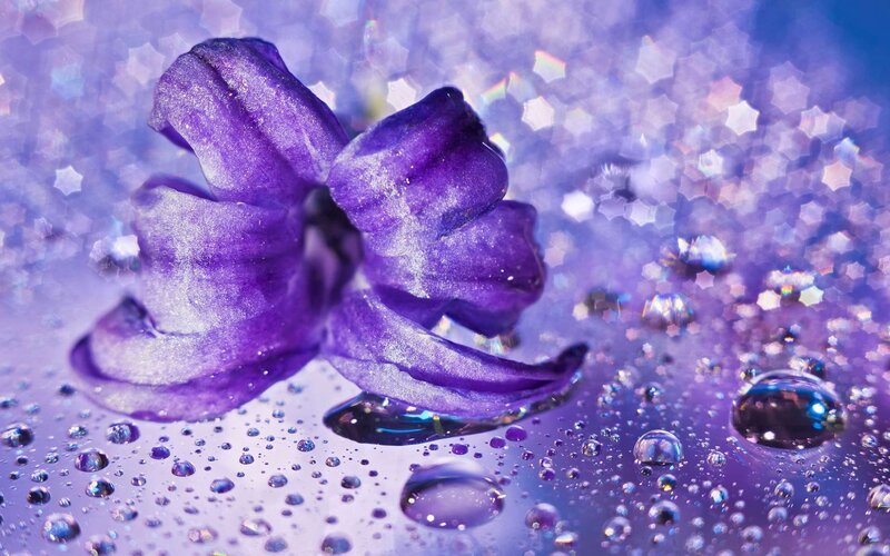 Purple Flower with Water Droplets — Dreamy