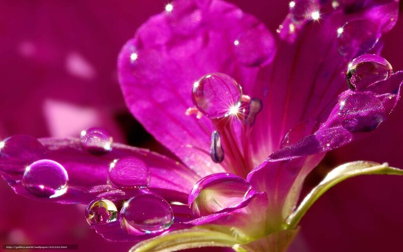 Purple Flower with Water Droplets — Magenta, Dramatic
