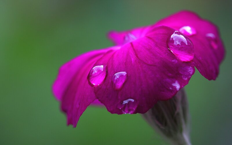 Purple Flower with Water Droplets — Magenta, Serene