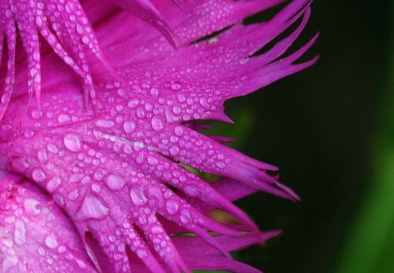 Purple Flower with Water Droplets — Magenta