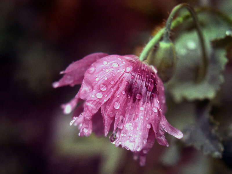 Purple Flower with Water Droplets — Pink, Moist