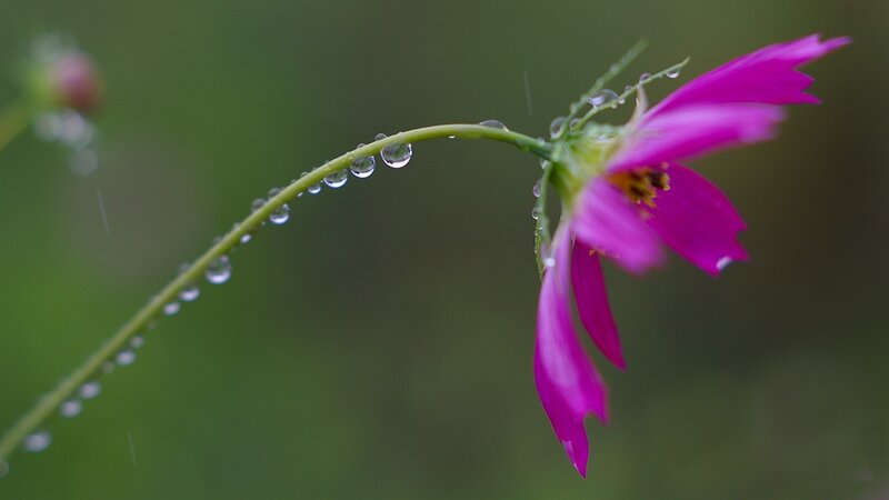 Purple Flower with Water Droplets — Serene, Morning, Photograph
