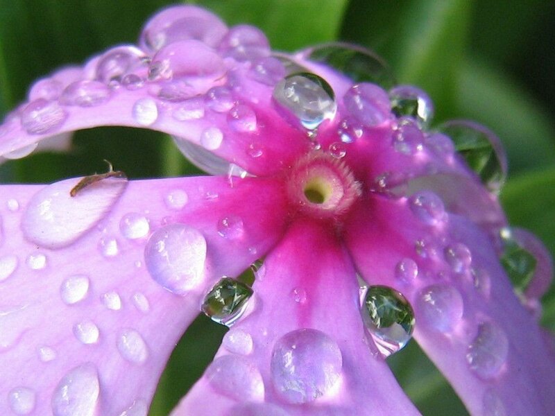 Purple Flower with Water Droplets — Serene, Morning, Photograph, Water Droplets, Green Leaves, Pink