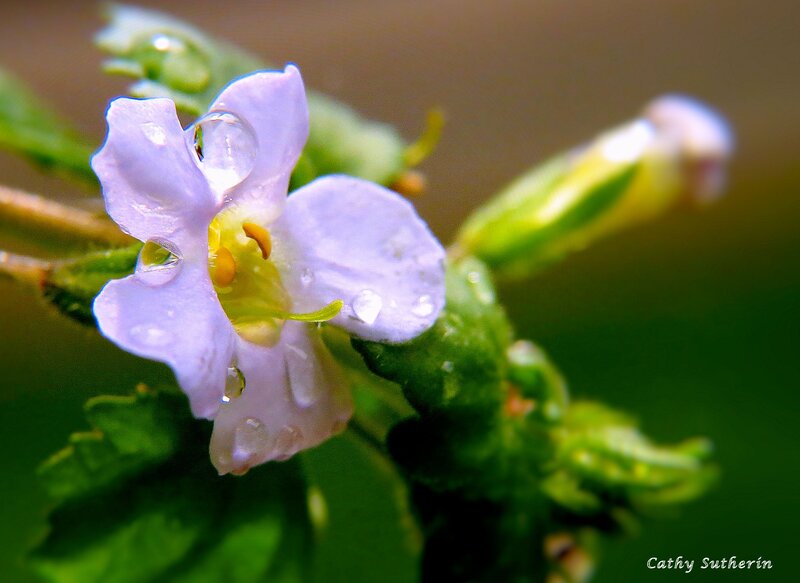 Purple Flower with Water Droplets — Serene, Morning, Photograph, Water Droplets, Green Leaves
