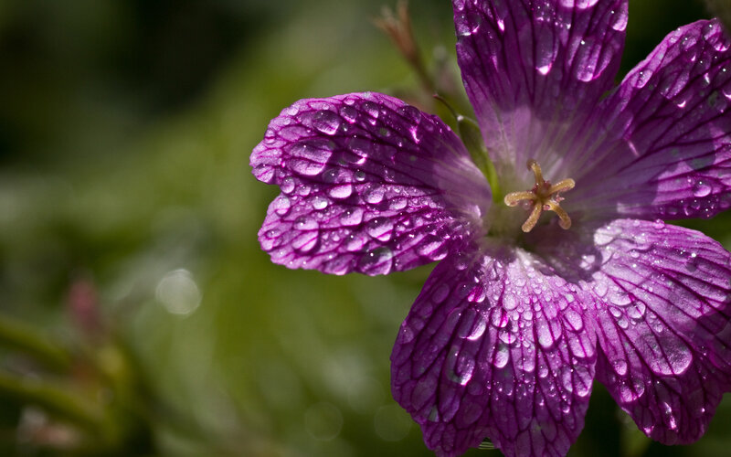 Purple Flower with Water Droplets — Serene, Morning, Photograph, Water Droplets, Petals, Stamen