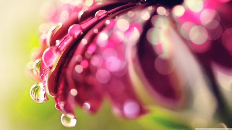Purple Flower with Water Droplets — Serene, Morning, Photograph, Water Droplets, Petals