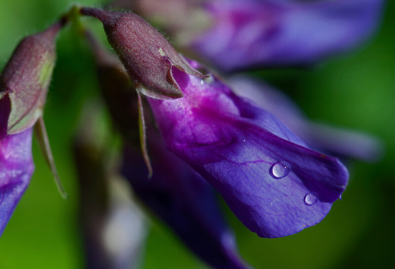 Purple Flower with Water Droplets — Serene, Photograph, Bud