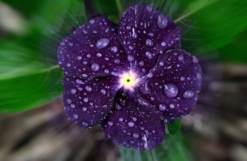 Purple Flower with Water Droplets — Serene, Photograph, Green Leaves
