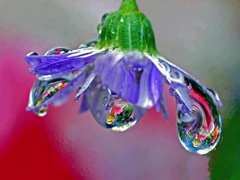 Purple Flower with Water Droplets — Serene, Photograph, Green Stem