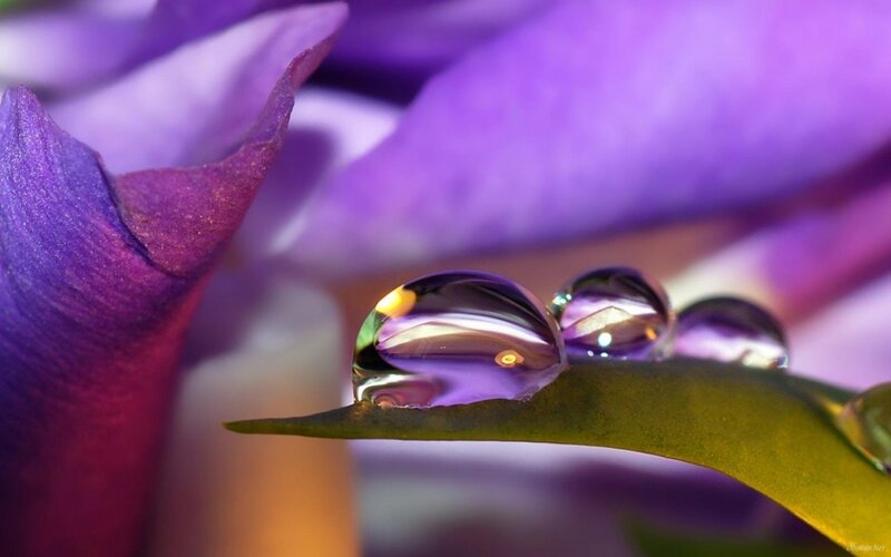 Purple Flower with Water Droplets — Serene, Photograph, Petal