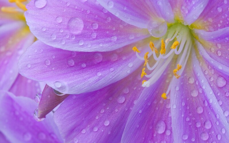 Purple Flower with Water Droplets — Serene, Photograph, Petals