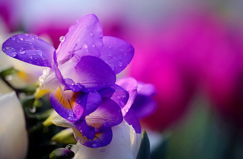 Purple Flower with Water Droplets — Serene, Photograph, Water Droplets, Petals, Background Blur