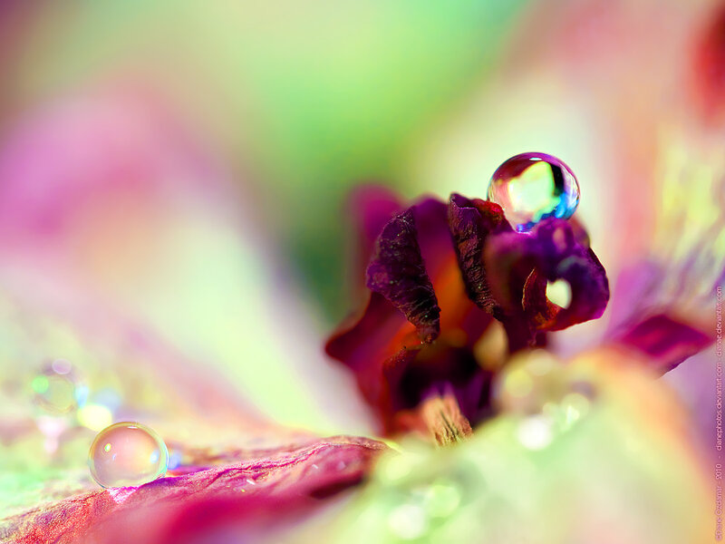 Purple Flower with Water Droplets — Serene