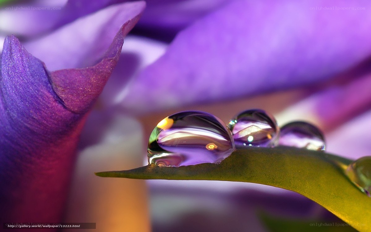 Purple flower with water droplets