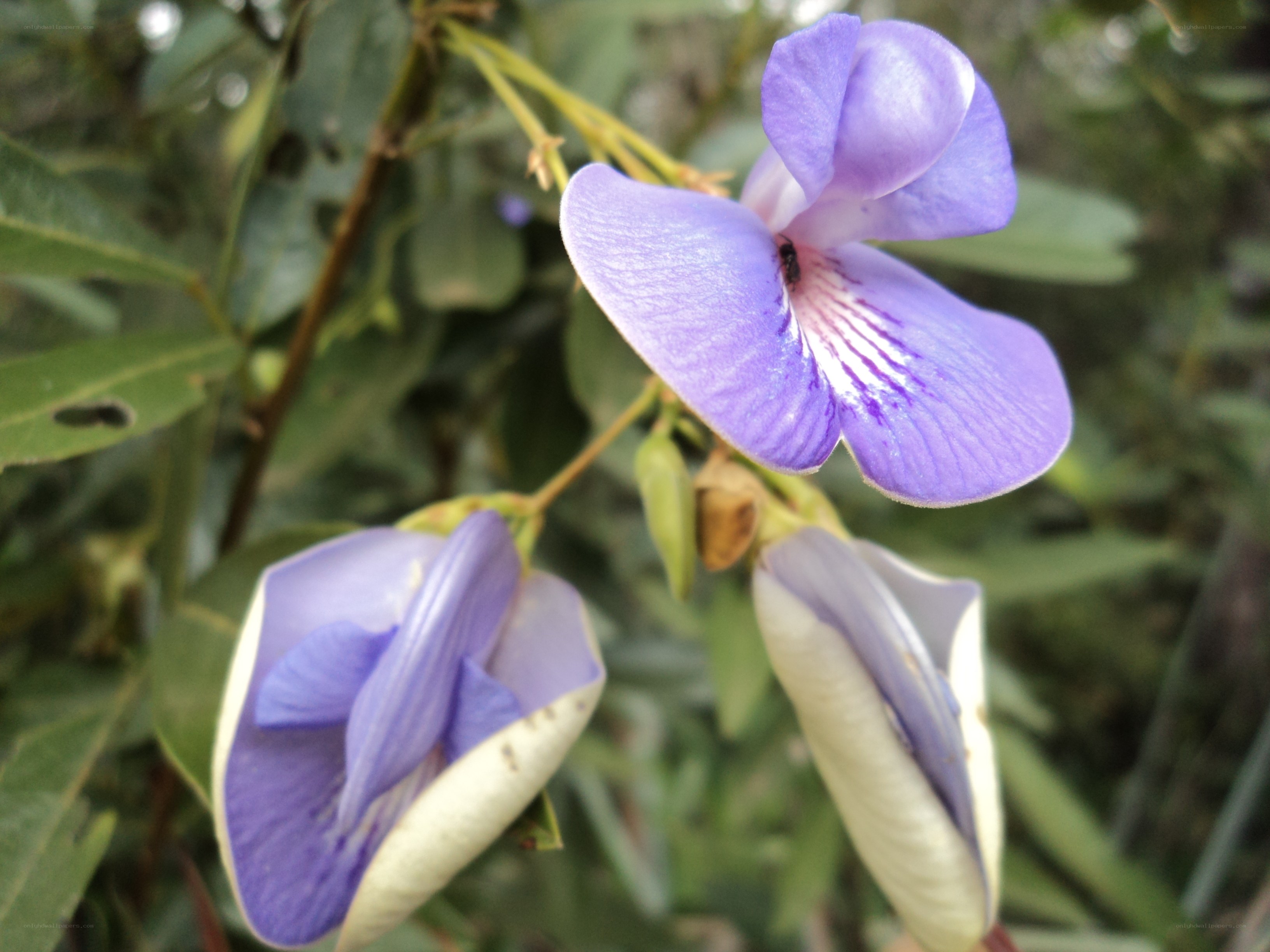 Purple flower with white center