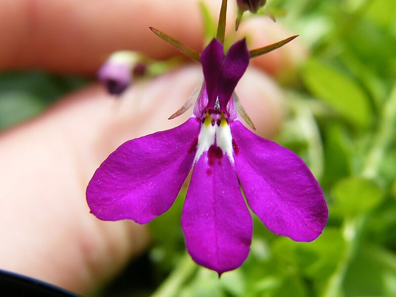 Purple Flower with White Center — Calm, Afternoon