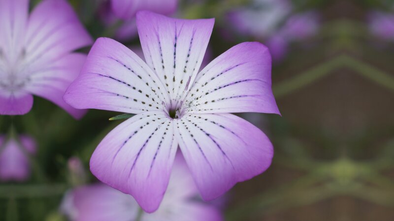 Purple Flower with White Center — Calm, Photograph