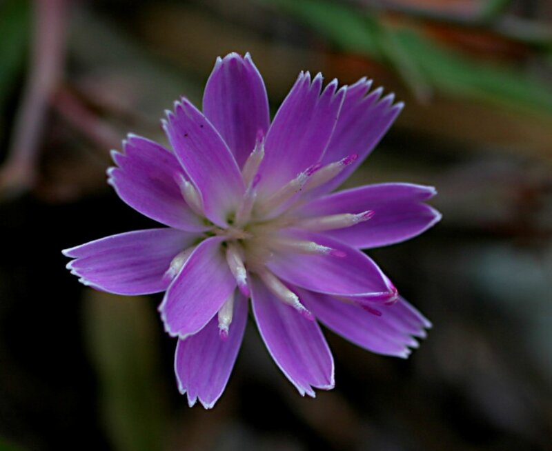 Purple Flower with White Center — Calm
