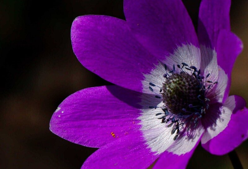 Purple Flower with White Center — Dramatic
