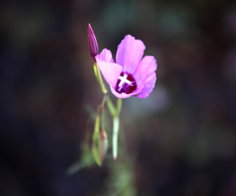 purple flower with white center