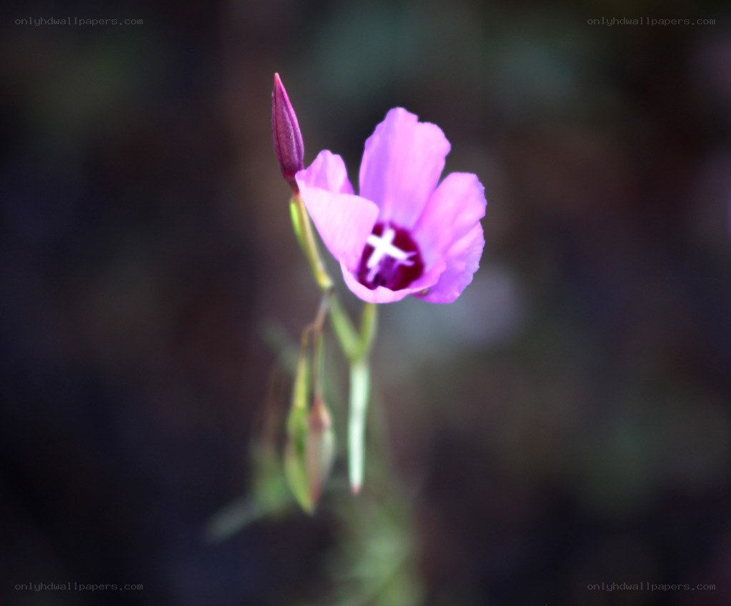purple flower with white center