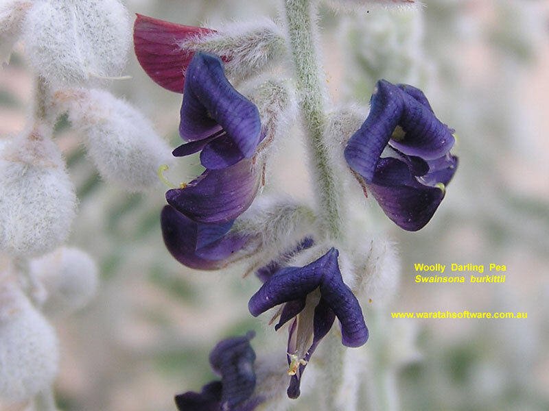 Purple Flower with White Fuzz
