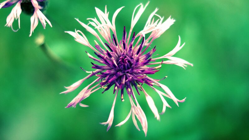purple flower with white petals