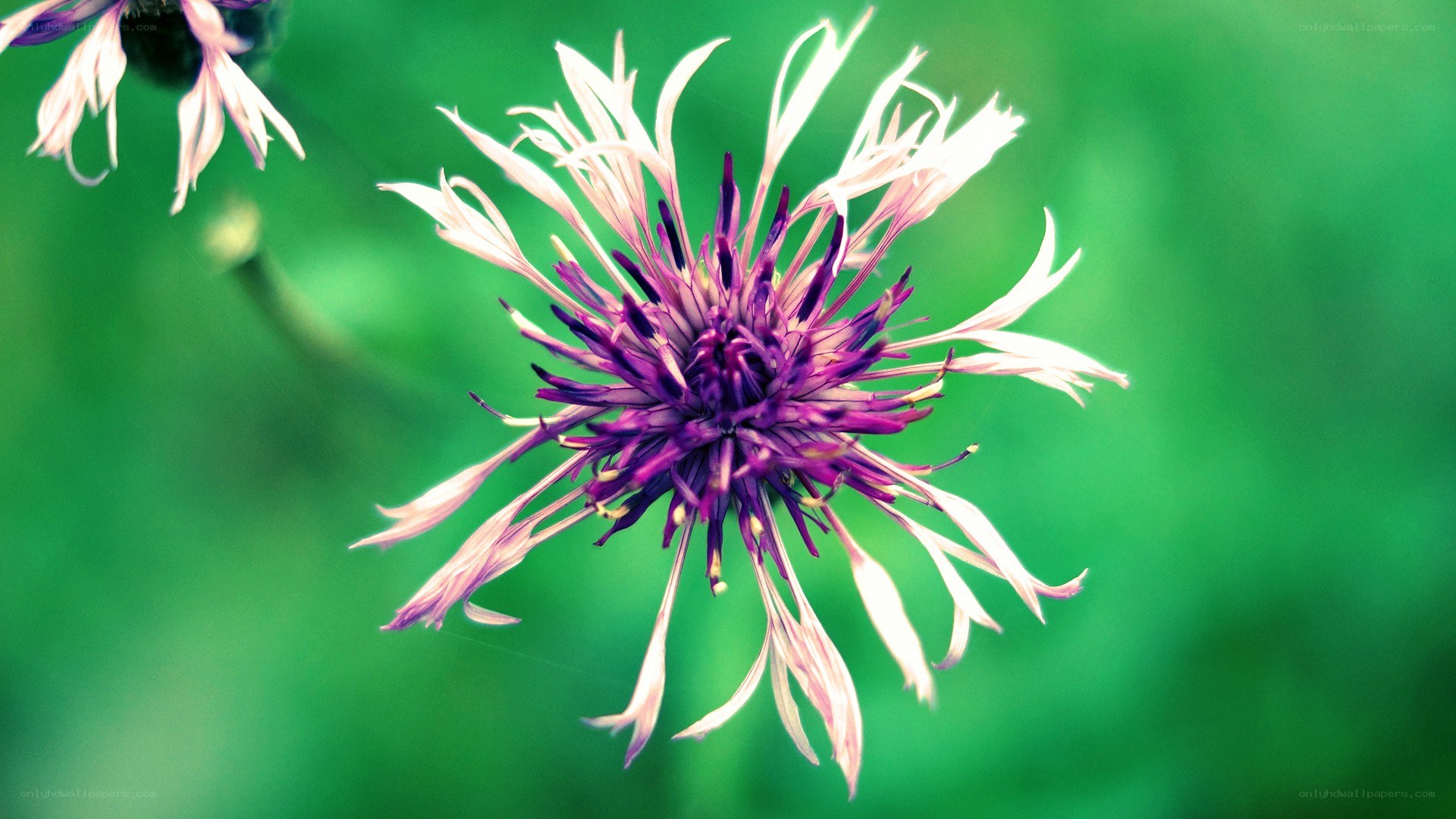 purple flower with white petals